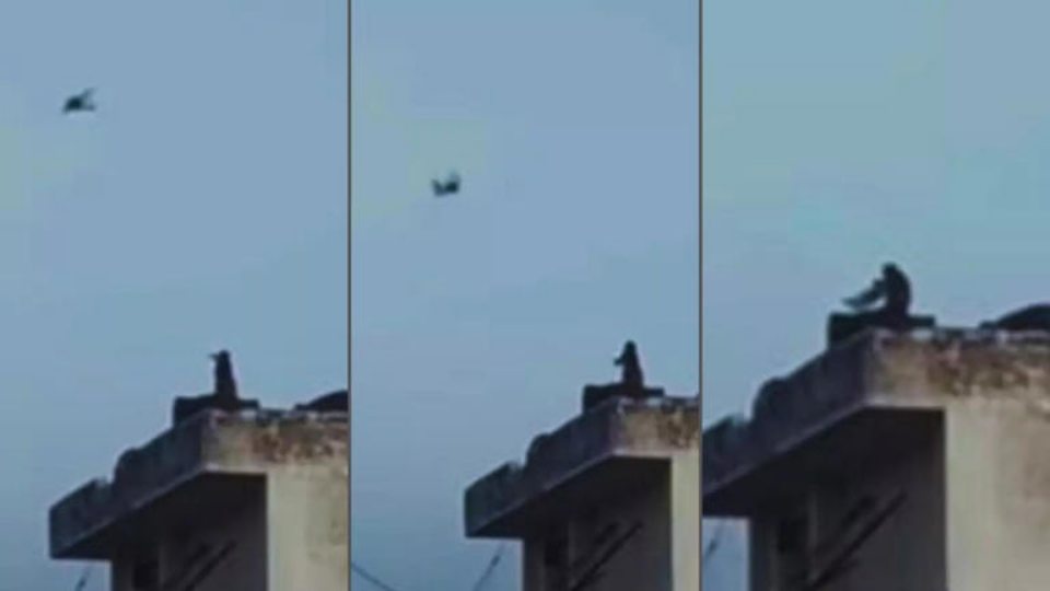 Chú khỉ này mà có tài khoản mạng xã hội nữa thì chắc chắn có rất nhiều người theo dõi. Ảnh: Mahadev.