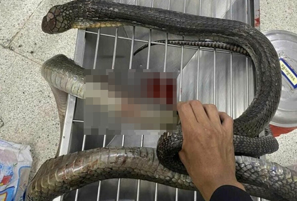 Con rắn bị cô Supin xách đến bệnh viện. Ảnh: Khaosod. Con rắn bị cô Supin xách đến bệnh viện. Ảnh: Khaosod.