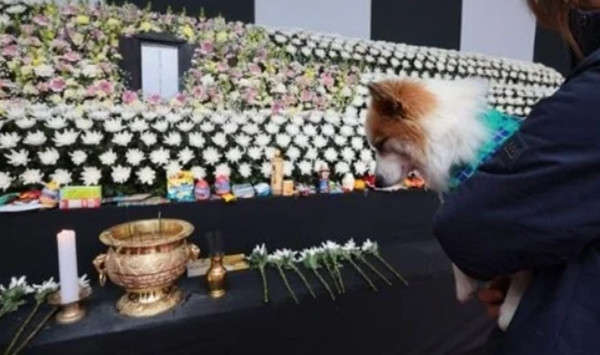 Thỉnh thoảng Pudding lại cúi đầu. Ảnh: CARE Korea.