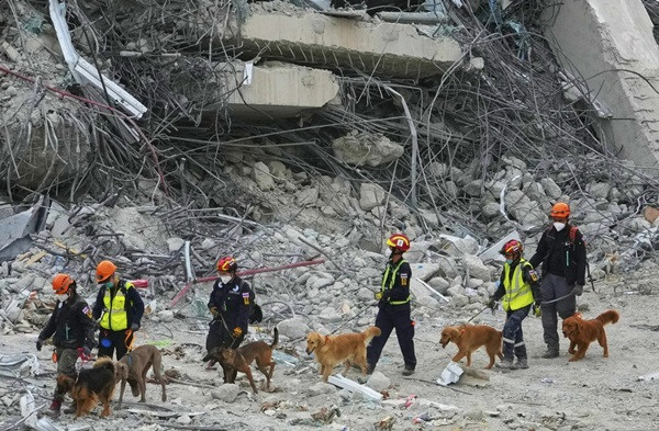 Những chú chó nghiệp vụ đang hỗ trợ đội cứu hộ tìm kiếm nạn nhân ở tòa nhà sập tại Bangkok (Thái Lan). Ảnh chụp ngày 2/4. Ảnh: Manish Swarup/ AP.
