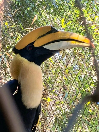 Chim hồng hoàng. Ảnh: NationTV.