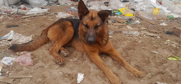 Chú chó Mic. Ảnh: Trúc Anh.