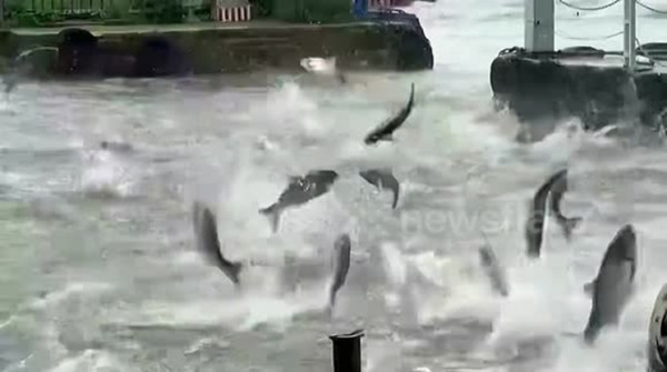 Trước đây đã từng có hiện tượng cá đồng loạt nhảy lên khỏi mặt nước nhưng sau đó không có động đất xảy ra. Ảnh: Newsflare.