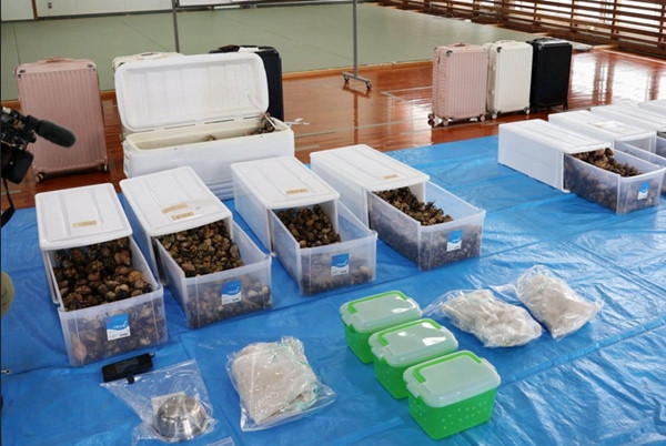 Rất nhiều ốc mượn hồn đã bị tịch thu trong vụ việc này. Ảnh: Kyodo News. Rất nhiều ốc mượn hồn đã bị tịch thu trong vụ việc này. Ảnh: Kyodo News.