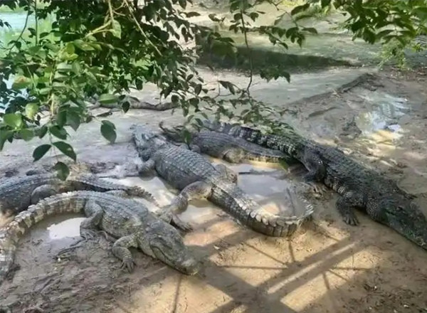 Hàng trăm con cá sấu đang chờ có chủ mới. Ảnh: Baidu.