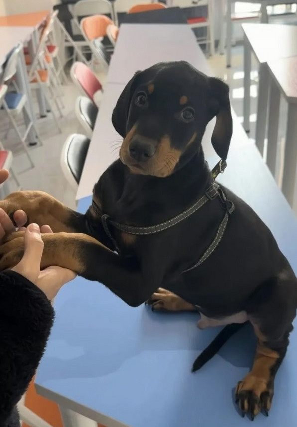 Còn đây là Joker Bé - chú chó nhân bản. Ảnh: Weixin. Còn đây là Joker Bé - chú chó nhân bản. Ảnh: Weixin.