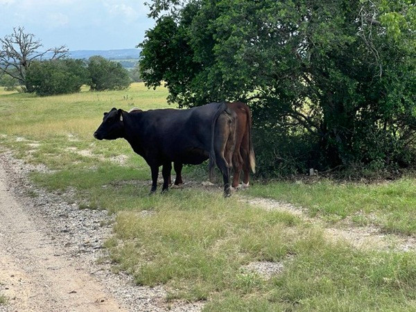 Người chăn nuôi phát hiện những con bò của mình tìm tới chỗ cao để đứng trước khi lũ lụt xảy ra. Ảnh: Larry Brock. Người chăn nuôi phát hiện những con bò của mình tìm tới chỗ cao để đứng trước khi lũ lụt xảy ra. Ảnh: Larry Brock.