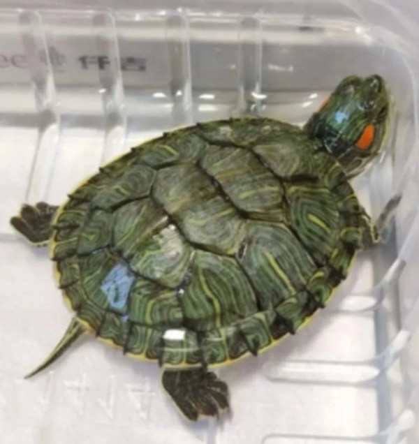 Một con rùa là thủ phạm gây ra vụ tai nạn đáng tiếc ở Trung Quốc. Ảnh minh họa: eNanyang. Một con rùa là thủ phạm gây ra vụ tai nạn đáng tiếc ở Trung Quốc. Ảnh minh họa: eNanyang.