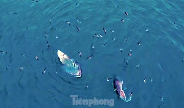 Mẹ con cá voi xuất hiện ở vùng biển thuộc tỉnh Gia Lai. Ảnh: Dũng Nhân/TPO.