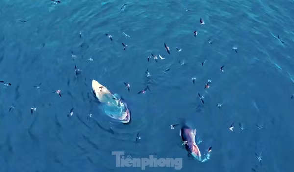 Mẹ con cá voi xuất hiện ở vùng biển thuộc tỉnh Gia Lai. Ảnh: Dũng Nhân/TPO.