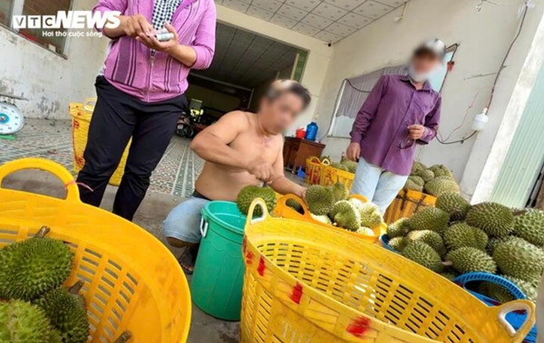 Nhiều hộ trồng và kinh doanh sầu riêng ở nước ta nói rằng xử lý sầu riêng bằng ethephon là bình thường, gia đình họ cũng ăn những quả sầu riêng đó. Ảnh: VTC News. Nhiều hộ trồng và kinh doanh sầu riêng ở nước ta nói rằng xử lý sầu riêng bằng ethephon là bình thường, gia đình họ cũng ăn những quả sầu riêng đó. Ảnh: VTC News.
