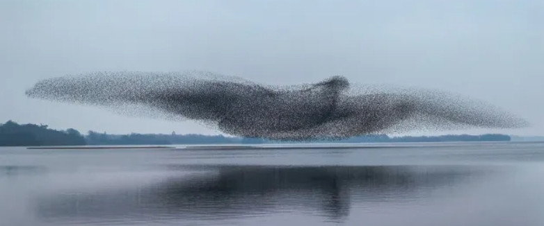 Hàng ngàn con chim bay tạo thành hình một con chim lớn ở hồ Lough Ennel (Ireland). Ảnh: James Crombie via CNN Newsource.