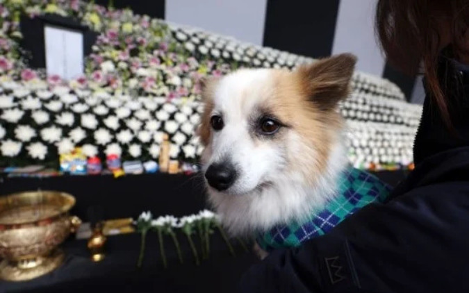 Pudding tại lễ tưởng niệm. Ảnh: CARE Korea.