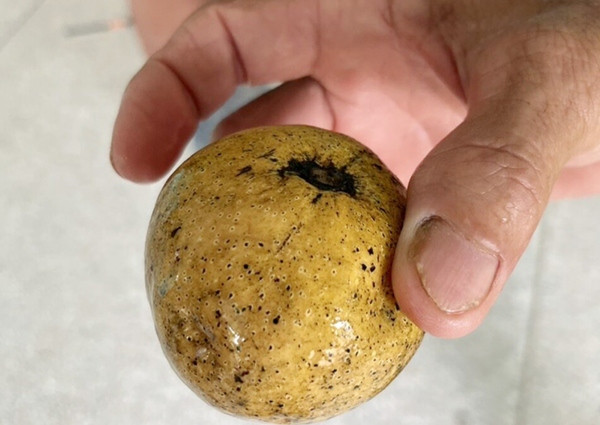 Quả Phol Sam Klur mà các du khách đã ăn. Ảnh: Khaosod. Quả Phol Sam Klur mà các du khách đã ăn. Ảnh: Khaosod.