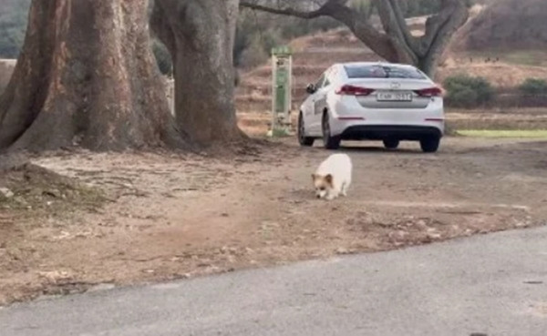 Pudding đi lang thang quanh làng, kiên nhẫn chờ người thân trở về. Ảnh: CARE Korea.