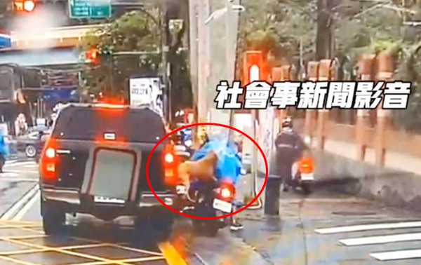 Cũng chính con chó này đã từng nhảy khỏi xe ô tô và cắn một người đi xe máy vào ngày 6/3. Ảnh: Cheng Ching-yi/ Taipei Times. Cũng chính con chó này đã từng nhảy khỏi xe ô tô và cắn một người đi xe máy vào ngày 6/3. Ảnh: Cheng Ching-yi/ Taipei Times.