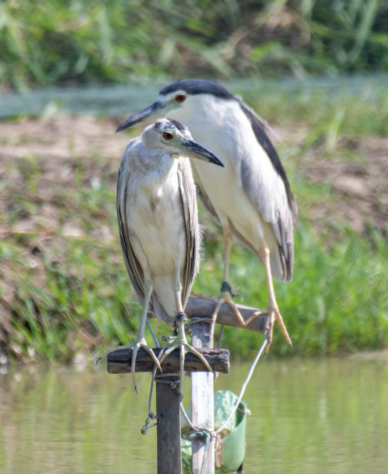 Những con chim mồi bị trói chân trên mặt ao hồ ở Đông Anh chờ đồng bọn (Ảnh: Nguyễn Phúc)
