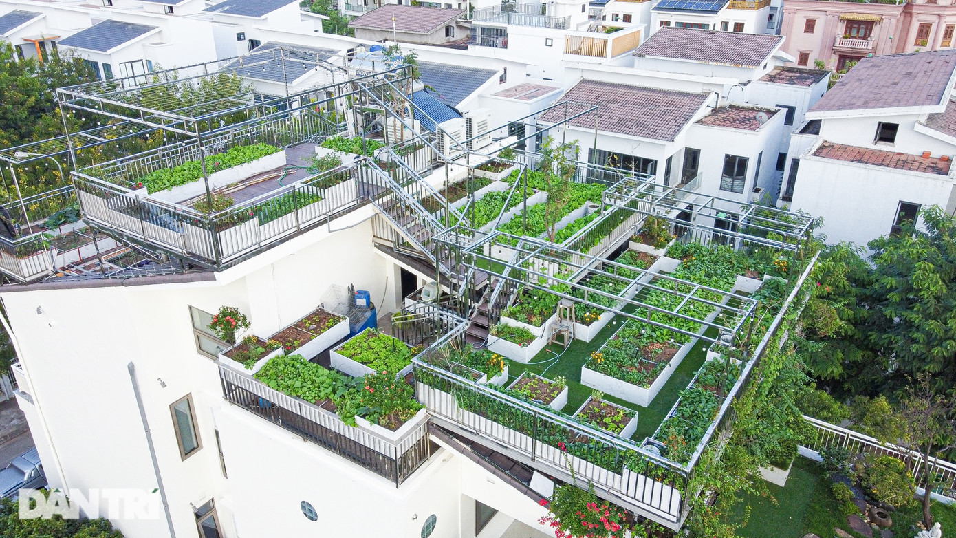 Không muốn đập bỏ phần mái vì lãng phí, bụi bẩn, ông Dũng tính toán xây dựng khung sắt, thép, tạo thành hệ thống vườn cao - thấp phù hợp với kết cấu mái. Ông cẩn trọng gửi bản thiết kế, tính toán nguyên vật liệu để các kĩ sư xây dựng kiểm tra tính chịu lực, an toàn. "Tháng 5/2023, tôi bắt đầu thuê thợ lắp đặt hệ thống khung thép. Thực hiện vào đúng thời gian cao điểm nắng nóng, vợ con tôi phản đối kịch liệt, thương bố vất vả, suốt ngày đầy nắng, bụi bẩn", ông Dũng kể lại. Không muốn đập bỏ phần mái vì lãng phí, bụi bẩn, ông Dũng tính toán xây dựng khung sắt, thép, tạo thành hệ thống vườn cao - thấp phù hợp với kết cấu mái. Ông cẩn trọng gửi bản thiết kế, tính toán nguyên vật liệu để các kĩ sư xây dựng kiểm tra tính chịu lực, an toàn. "Tháng 5/2023, tôi bắt đầu thuê thợ lắp đặt hệ thống khung thép. Thực hiện vào đúng thời gian cao điểm nắng nóng, vợ con tôi phản đối kịch liệt, thương bố vất vả, suốt ngày đầy nắng, bụi bẩn", ông Dũng kể lại.