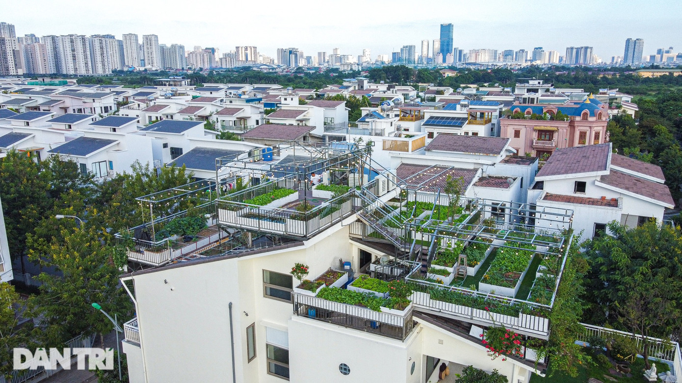 Khu vườn của ông Dũng nằm trên mái căn biệt thự 4 tầng. Nhìn từ trên cao, khu vườn như thửa ruộng bậc thang xanh mướt. Vợ chồng ông Phạm Quang Dũng (70 tuổi) và bà Trần Thị Cúc (67 tuổi) chuyển về căn biệt thự tại Xuân Phương (Nam Từ Liêm, Hà Nội) từ năm 2018. Ông Dũng cho biết, từ những năm 1992-1993, khi gia đình sinh sống ở huyện, ông Dũng đã vác đất lên sân thượng trồng rau sạch, cây cảnh. Sau này, khi về Hà Nội, ông cũng mượn mảnh đất cạnh nhà, nơi hàng xóm chưa xây dựng để trồng thêm rau xanh. Khu vườn của ông Dũng nằm trên mái căn biệt thự 4 tầng. Nhìn từ trên cao, khu vườn như thửa ruộng bậc thang xanh mướt. Vợ chồng ông Phạm Quang Dũng (70 tuổi) và bà Trần Thị Cúc (67 tuổi) chuyển về căn biệt thự tại Xuân Phương (Nam Từ Liêm, Hà Nội) từ năm 2018. Ông Dũng cho biết, từ những năm 1992-1993, khi gia đình sinh sống ở huyện, ông Dũng đã vác đất lên sân thượng trồng rau sạch, cây cảnh. Sau này, khi về Hà Nội, ông cũng mượn mảnh đất cạnh nhà, nơi hàng xóm chưa xây dựng để trồng thêm rau xanh.