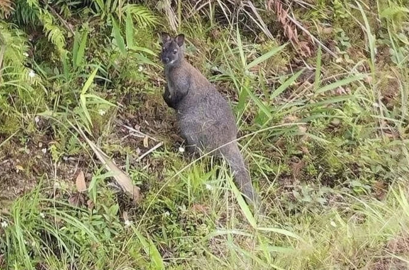 Hình ảnh một trong 3 cá thể chuột túi được người dân phát hiện ở Cao Bằng (Ảnh: Hoàng Bảo). Hình ảnh một trong 3 cá thể chuột túi được người dân phát hiện ở Cao Bằng (Ảnh: Hoàng Bảo).