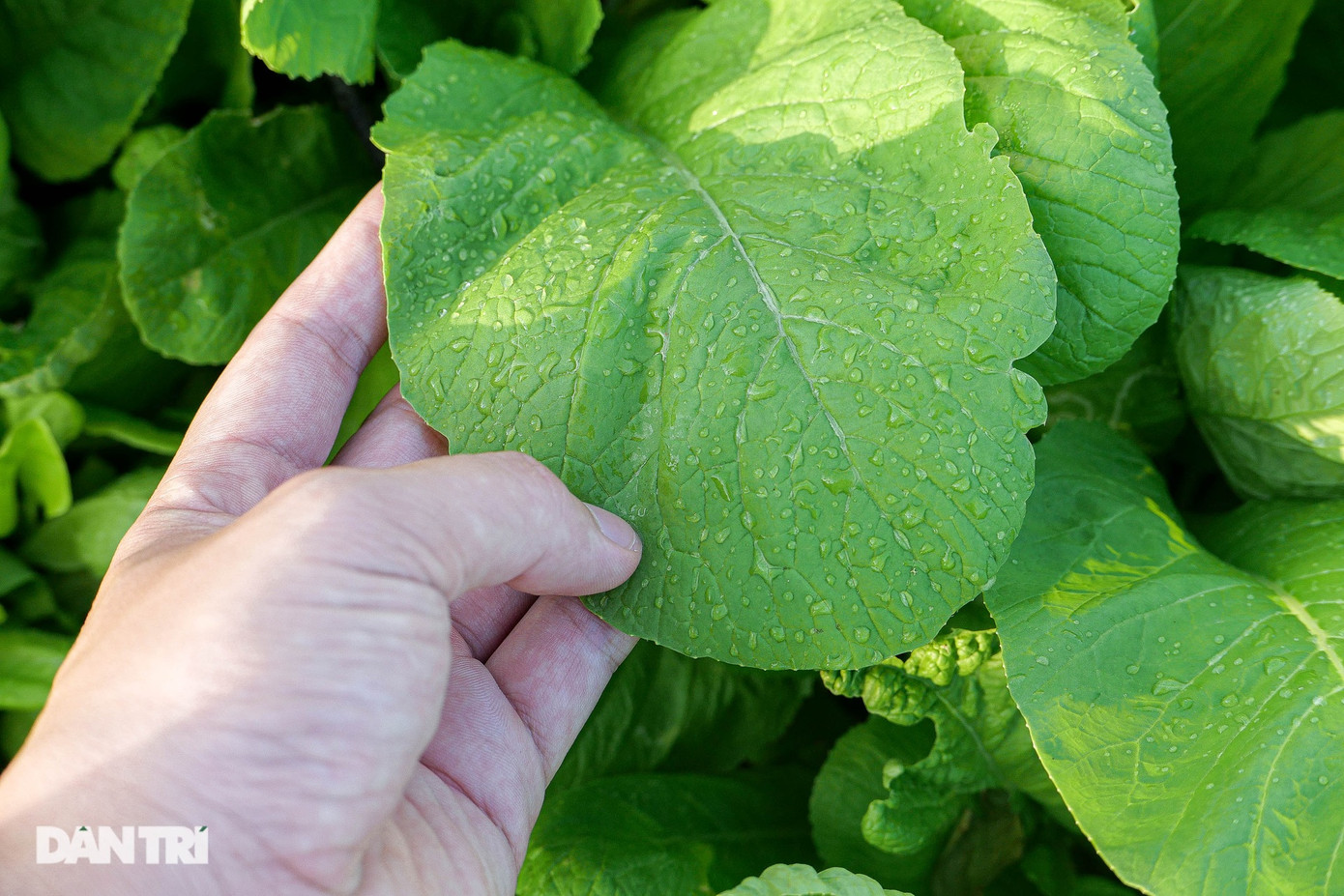 Vì gia đình chỉ có hai vợ chồng sinh sống, ông Dũng tham khảo mô hình "vườn lười" từ kĩ sư Hà Giang (Hà Đông, Hà Nội). Anh Giang từng gây sốt trên mạng xã hội với khu vườn 50m2 trên tầng thượng sum suê rau xanh, đa dạng trái cây, bể cá trăm con đủ loại, hơn trăm con lươn và một đàn gà đẻ trứng. Điểm đặc biệt của mô hình này là hệ thống tự động tưới nước, tự động làm phân hữu cơ, do đó tốn rất ít thời gian chăm sóc. Vì gia đình chỉ có hai vợ chồng sinh sống, ông Dũng tham khảo mô hình "vườn lười" từ kĩ sư Hà Giang (Hà Đông, Hà Nội). Anh Giang từng gây sốt trên mạng xã hội với khu vườn 50m2 trên tầng thượng sum suê rau xanh, đa dạng trái cây, bể cá trăm con đủ loại, hơn trăm con lươn và một đàn gà đẻ trứng. Điểm đặc biệt của mô hình này là hệ thống tự động tưới nước, tự động làm phân hữu cơ, do đó tốn rất ít thời gian chăm sóc.