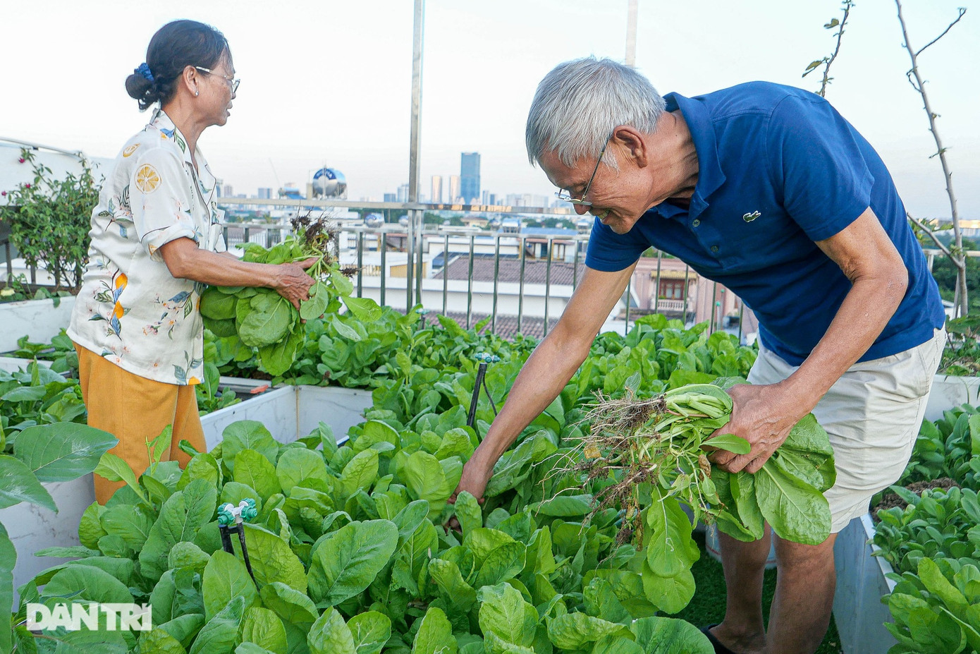 17h chiều, khi trời dần tắt nắng, vợ chồng ông Dũng, bà Cúc bắt đầu lên "khu vườn trên mây", cùng thu hoạch rau xanh, rau thơm, thăm vườn, nhổ cỏ, kiểm tra hệ thống điện, nước… Những luống cải mọc sum suê, xanh mướt, ai nhìn cũng thích mắt. "Mấy ngày nay, rau cải mọc dày, tươi tốt, sáng nào vợ tôi cũng lên thu hoạch vài rổ lớn rồi cắt gốc gọn gàng, gói ghém vào túi mang cho con, tặng bạn bè. Món quà sạch này còn quý hơn nhiều thịt, cá, hải sản", ông Dũng kể. 17h chiều, khi trời dần tắt nắng, vợ chồng ông Dũng, bà Cúc bắt đầu lên "khu vườn trên mây", cùng thu hoạch rau xanh, rau thơm, thăm vườn, nhổ cỏ, kiểm tra hệ thống điện, nước… Những luống cải mọc sum suê, xanh mướt, ai nhìn cũng thích mắt. "Mấy ngày nay, rau cải mọc dày, tươi tốt, sáng nào vợ tôi cũng lên thu hoạch vài rổ lớn rồi cắt gốc gọn gàng, gói ghém vào túi mang cho con, tặng bạn bè. Món quà sạch này còn quý hơn nhiều thịt, cá, hải sản", ông Dũng kể.