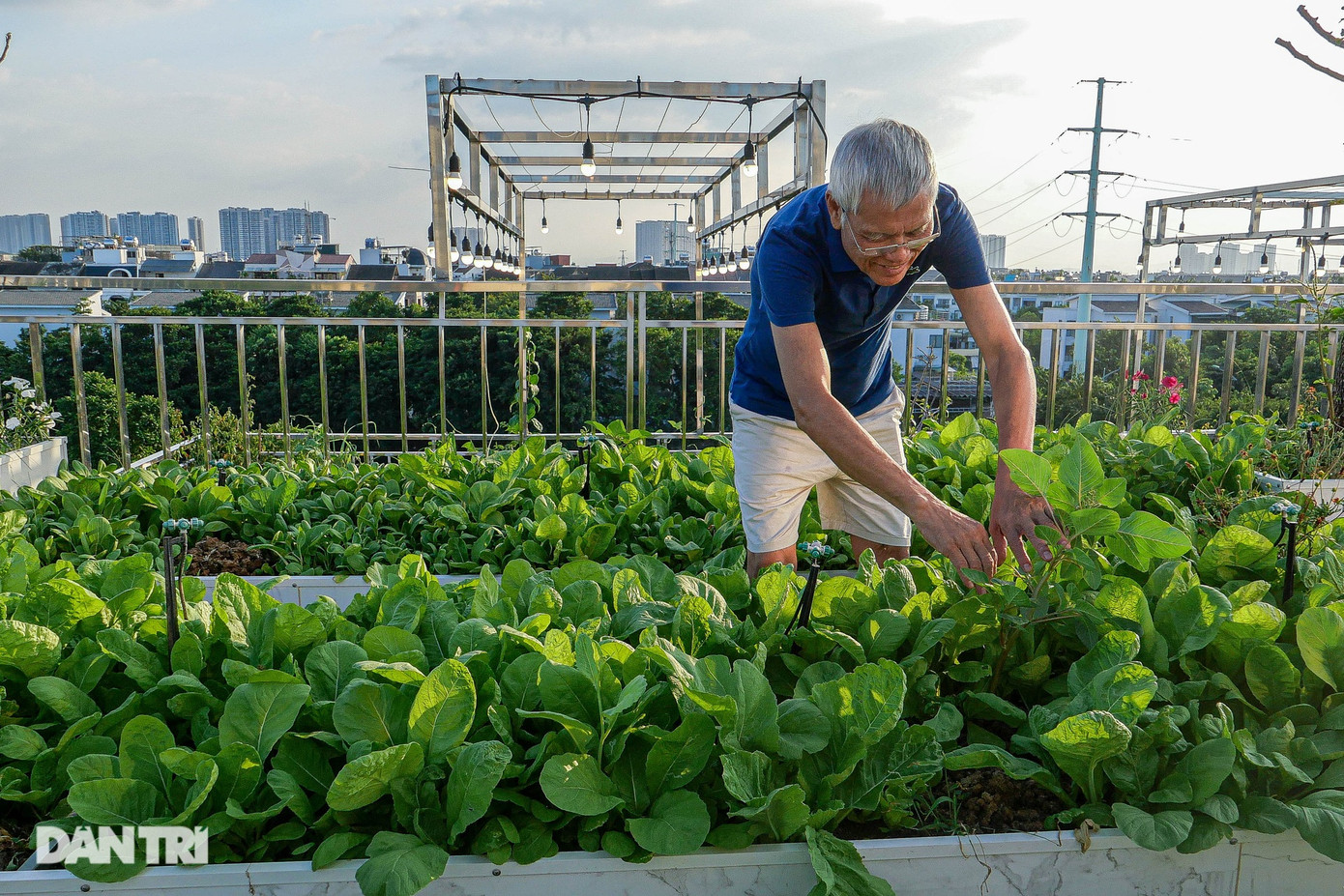 "Với tôi, làm vườn là khoảng thời gian thư giãn, thể dục, giải tỏa áp lực cuộc sống. Vườn cũng cung cấp nguồn rau xanh tươi, ngon, an toàn cho gia đình", ông nói. "Ruộng bậc thang" 170m2 trên mái căn biệt thự của vợ chồng U70 ở Hà Nội. "Với tôi, làm vườn là khoảng thời gian thư giãn, thể dục, giải tỏa áp lực cuộc sống. Vườn cũng cung cấp nguồn rau xanh tươi, ngon, an toàn cho gia đình", ông nói. "Ruộng bậc thang" 170m2 trên mái căn biệt thự của vợ chồng U70 ở Hà Nội.