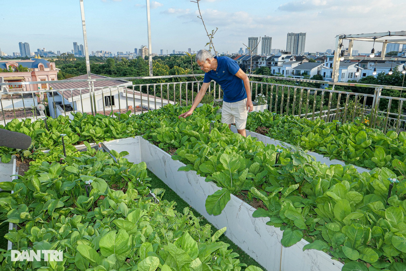 Năm 2023, khi chính thức về hưu, ông Dũng có nhiều thời gian hơn để dành cho đam mê trồng cây, làm vườn. Ông cho biết, khu đất mượn hàng xóm sớm muộn họ cũng tiến hành xây dựng. Để không "hụt hẫng vì mất nơi trồng rau", ông tính tới phương án làm vườn trên mái. Năm 2023, khi chính thức về hưu, ông Dũng có nhiều thời gian hơn để dành cho đam mê trồng cây, làm vườn. Ông cho biết, khu đất mượn hàng xóm sớm muộn họ cũng tiến hành xây dựng. Để không "hụt hẫng vì mất nơi trồng rau", ông tính tới phương án làm vườn trên mái.