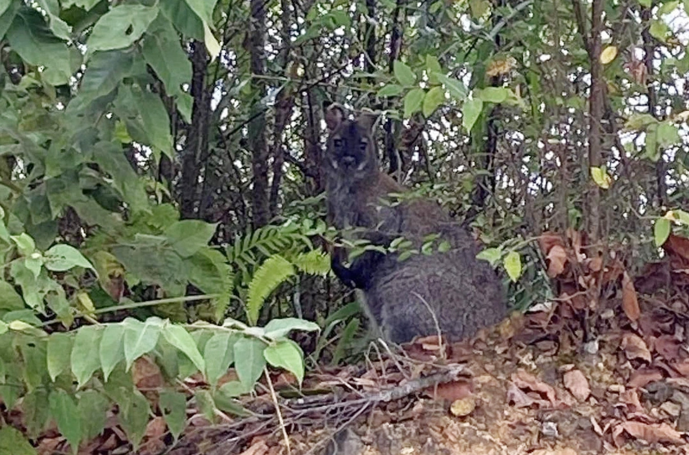 (Ảnh: Hoàng Bảo). (Ảnh: Hoàng Bảo).