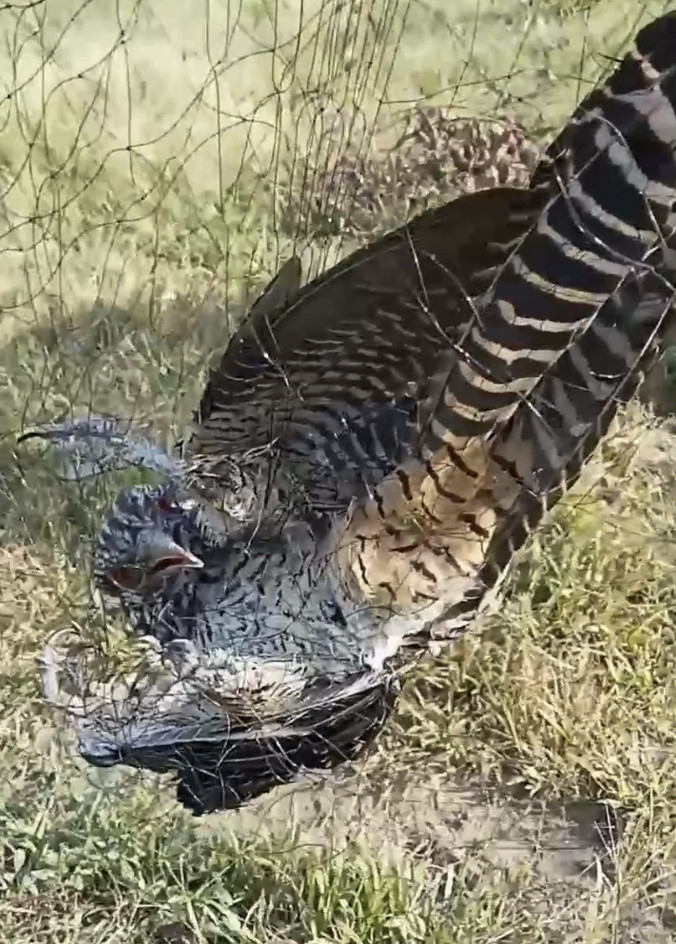 Những con chim vô tội bị người dân đánh bắt bằng lưới (Ảnh: MXH).