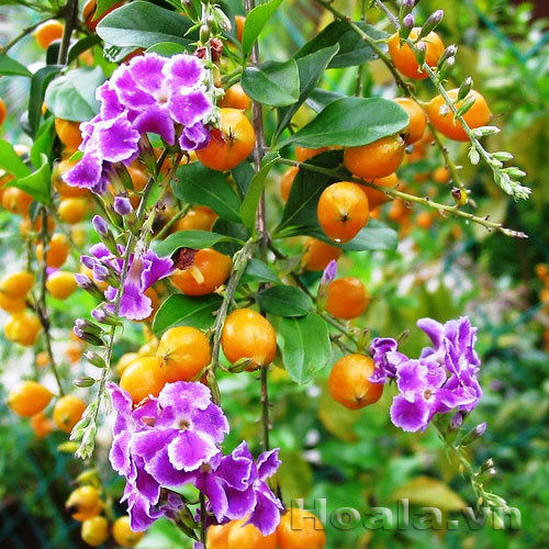 Những cành găng có quả chín vàng, lá xanh, điểm ít hoa tím nên cắm khá đẹp, chơi cũng được cả tuần. Ảnh: Hoala