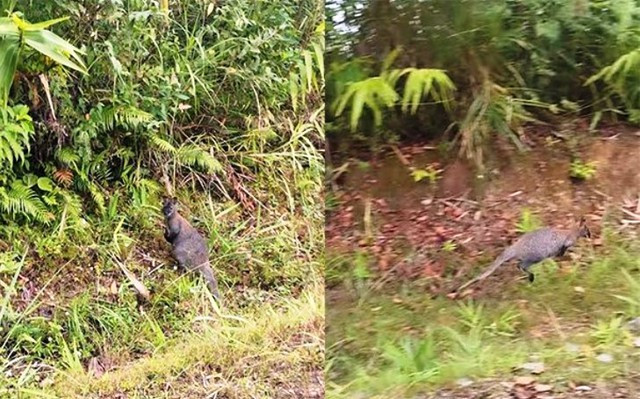 Các con chuột túi được phát hiện ở tỉnh Cao Bằng. Ảnh: Facebook Các con chuột túi được phát hiện ở tỉnh Cao Bằng. Ảnh: Facebook