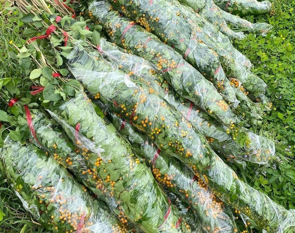 Mỗi bó găng gồm 10 cành, giá bán khoảng 70.000 - 100.000 đồng, rất hút khách mua. Ảnh: Facebook