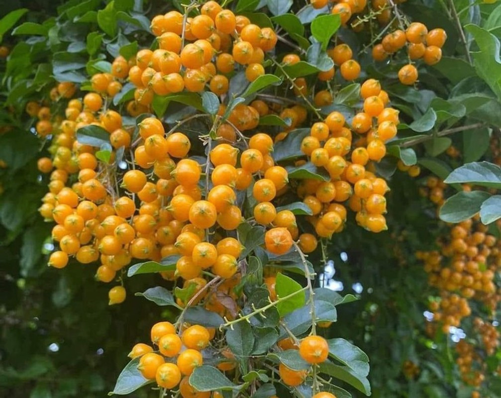 Khi xanh, quả găng màu xanh lá, khi chín chuyển sang màu vàng đẹp mắt. Ảnh: Dân Việt