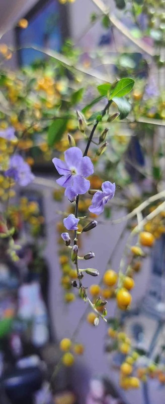 Chị Hoàng Lan (người chuyên bán hoa online ở Hà Nội) cho biết, trước đây loại cành, cây dại này có thể xin được, thậm chí còn chặt vứt đi. Lúc mới đầu nhập cành găng về bán, chị đã nghĩ bán cành găng cả trăm nghìn/bó thì mấy ai mua. Ảnh: Facebook