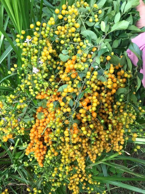 Trước đây, cây găng - loại cây dại vốn được trồng nhiều ở các vùng quê, chủ yếu làm bờ rào. Cây găng có hoa rất thơm và sai trĩu quả. Ảnh: Dân Việt