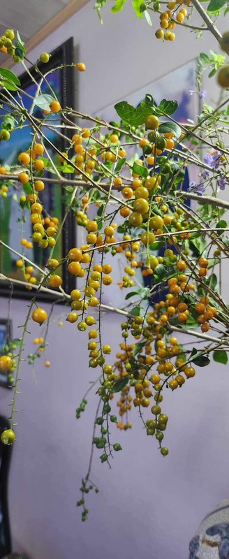 Chị Hoàng Lan (người chuyên bán hoa online ở Hà Nội) cho biết, trước đây loại cành, cây dại này có thể xin được, thậm chí còn chặt vứt đi. Lúc mới đầu nhập cành găng về bán, chị đã nghĩ bán cành găng cả trăm nghìn/bó thì mấy ai mua. Ảnh: Facebook