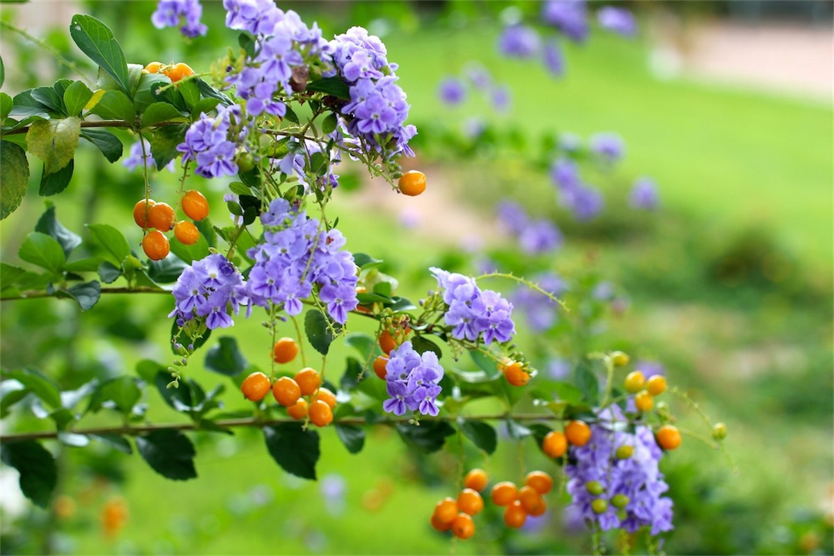 Hoa găng màu tím, có mùi thơm rất đặc biệt. Ảnh: Internet