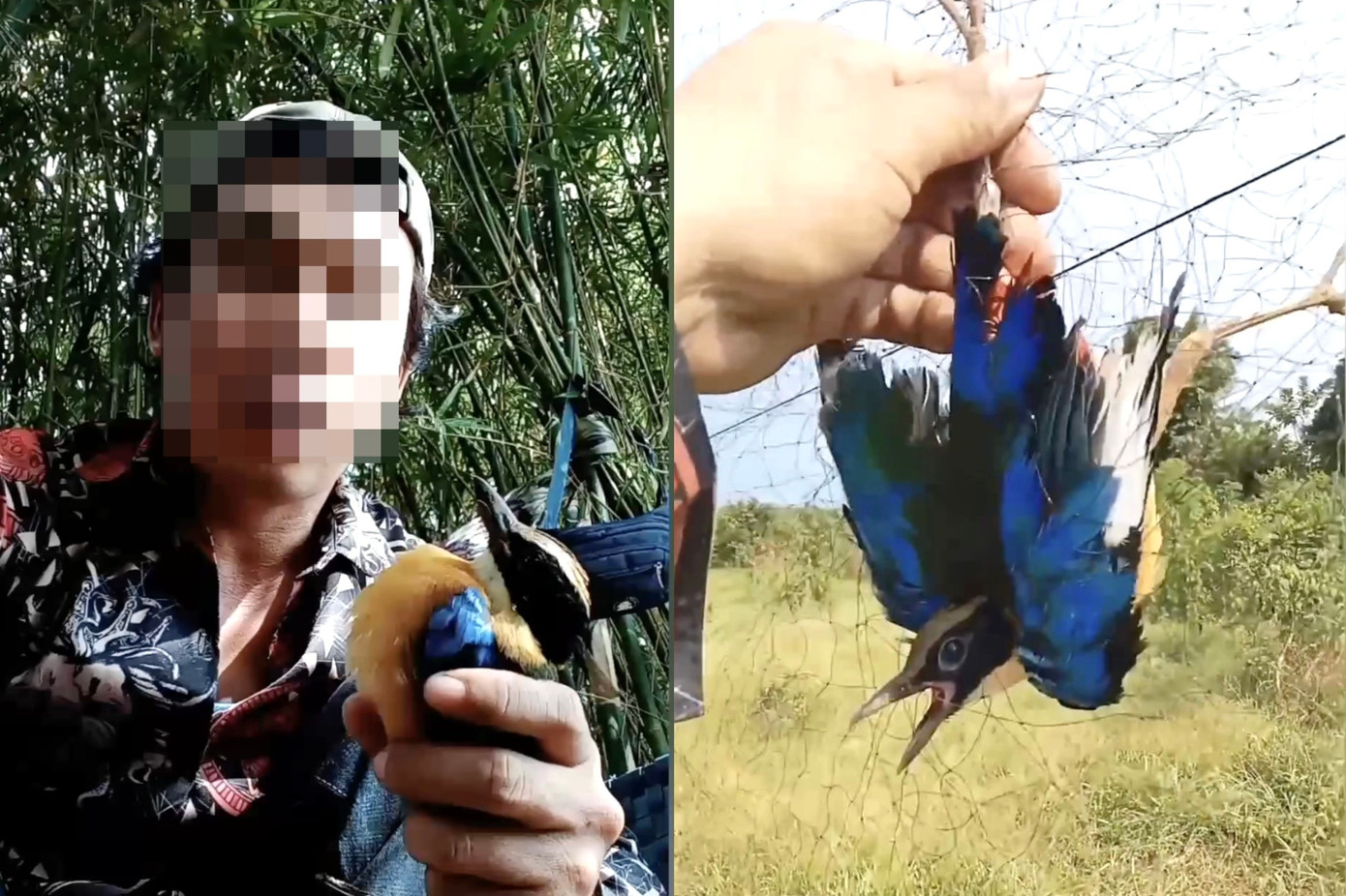 Một người đàn ông khoe chiến tích bẫy chim hoang dã trên mạng xã hội (Ảnh: MXH).