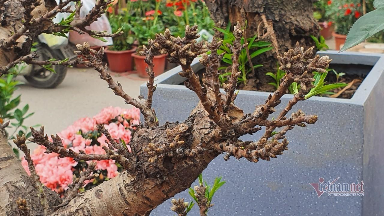 Đào thất thốn dày mắt nụ, khi nở có 7 cánh tròn dày, màu sắc đậm, tươi, là sản vật tiến vua thời xưa