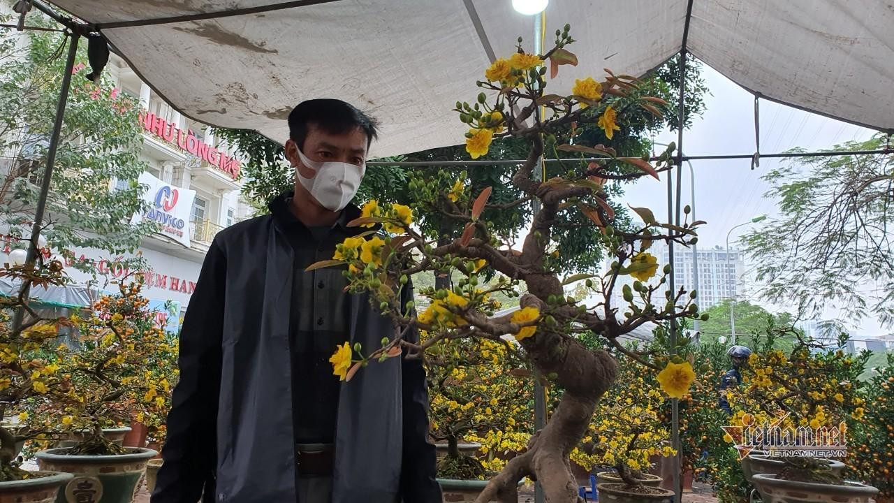 Cây mai vàng Bình Định có giá 30 triệu đồng tại chợ hoa xuân Vạn Phúc