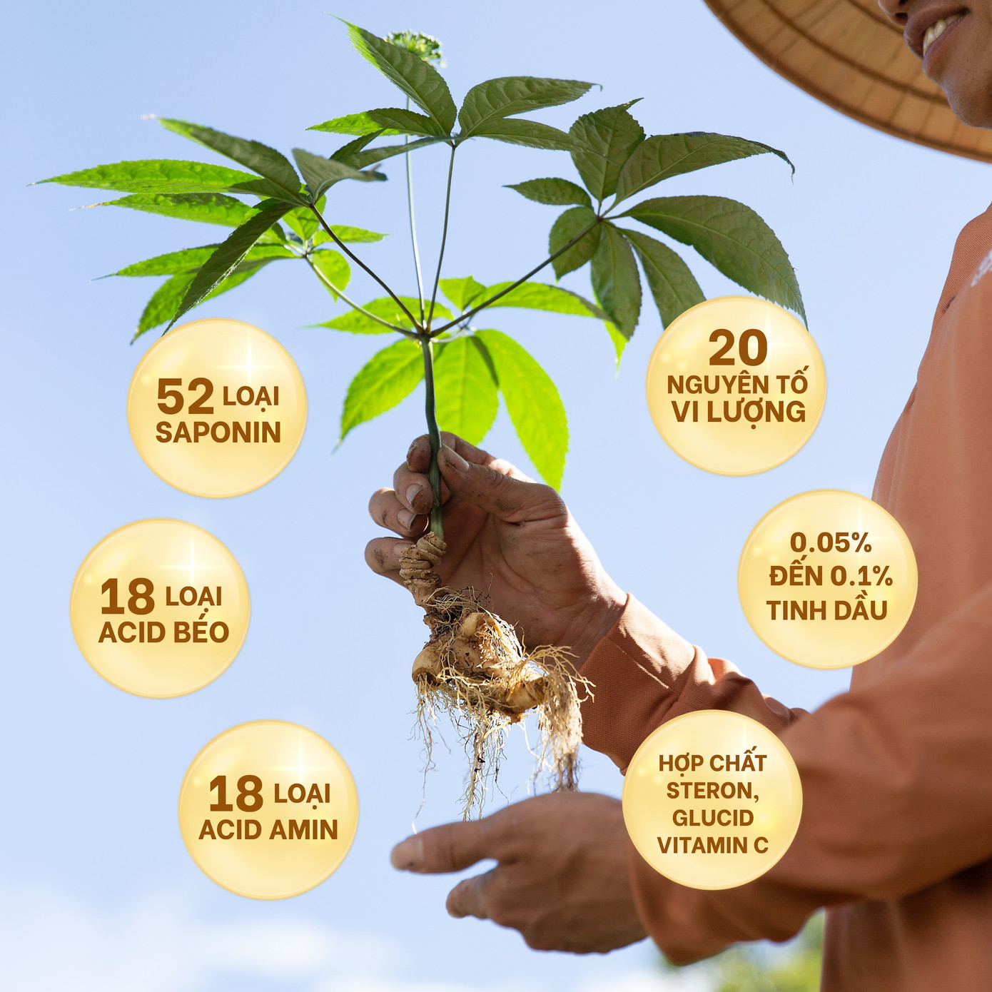 Cây sâm Lai Châu chứa nhiều hoạt chất quý có lợi cho sức khỏe làn da