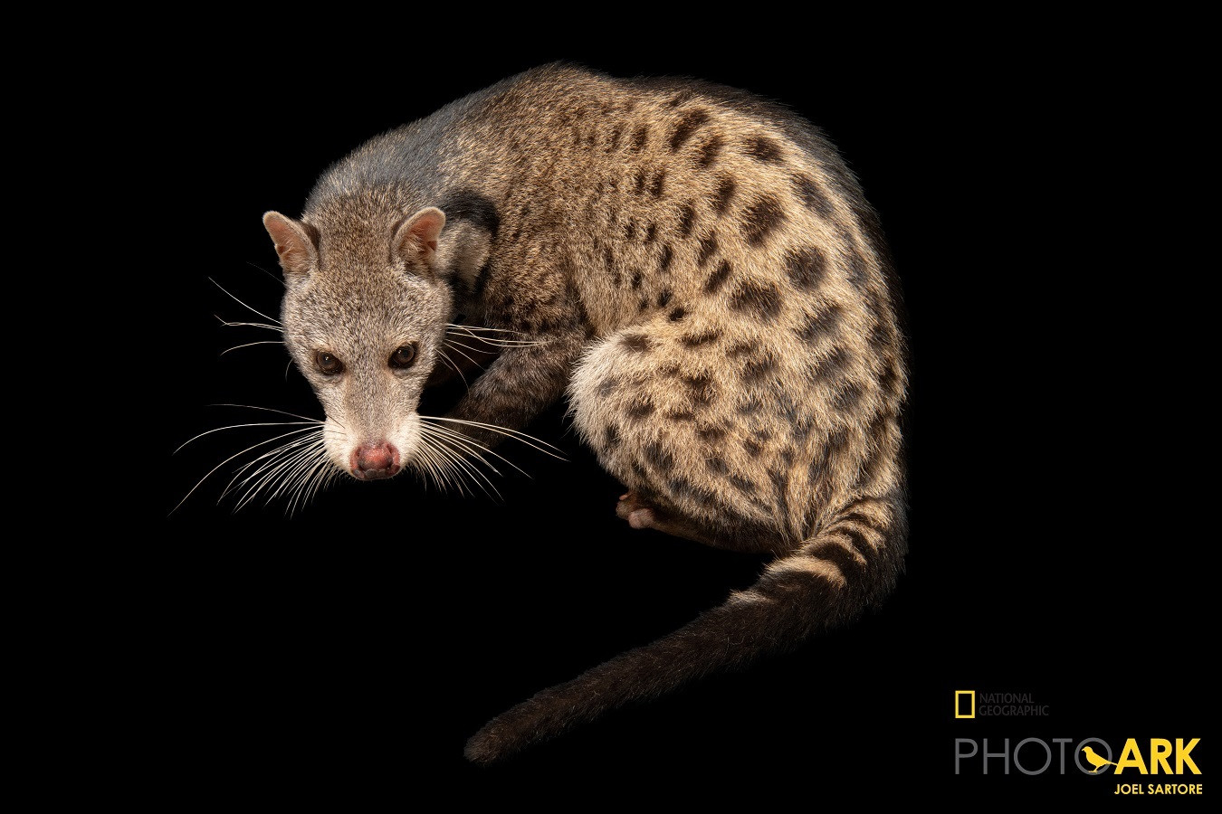 Đặc biệt, đội ngũ nhiếp ảnh gia với hàng chục năm kinh nghiệm luôn tạo ra bầu không khí thoải mái cho các loài động vật để chúng cảm thấy an toàn, tự do bộc lộ cảm xúc. Kết quả là những bức chân dung không chỉ đẹp đến kinh ngạc mà còn gần gũi khiến người xem cảm động.