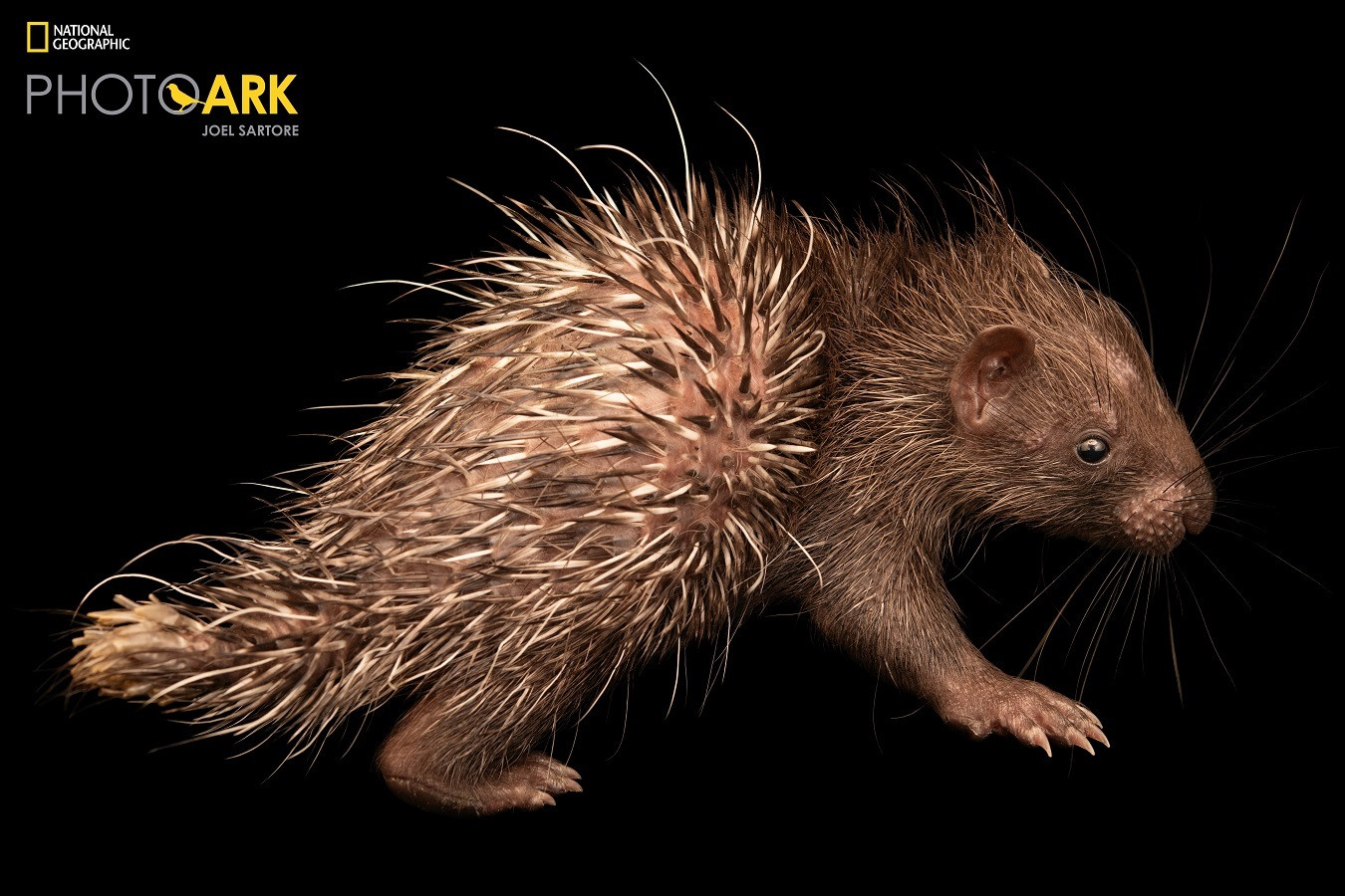 Thông qua những bức hình được thực hiện đơn giản và rõ ràng nhất, chúng ta còn có cơ hội nhìn thẳng vào mắt động vật để thấy trọn vẹn vẻ đẹp, sự duyên dáng và trí thông minh của những sinh vật khác trên hành tinh này. Nền đen trắng tạo ra một sân chơi bình đẳng, khiến con nhím trở nên to lớn như một con voi, chúng ngang bằng nhau trong những bức hình đặc tả.