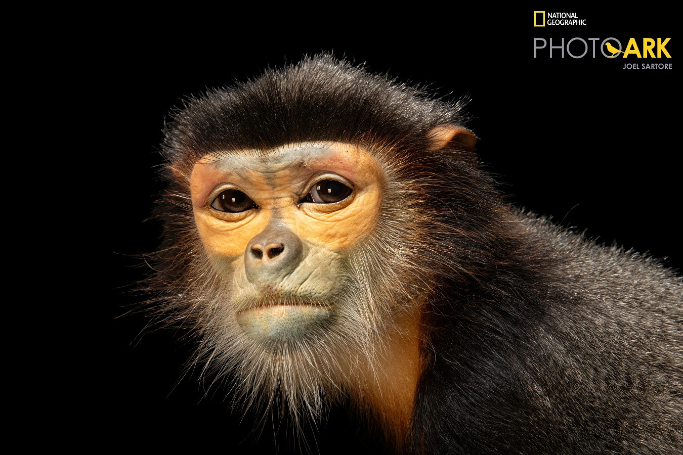 Dự án The Photo Ark sẽ đưa hình ảnh chân thực các loài động vật lên nhiều nền tảng truyền thông như tạp chí National Geographic, các bộ phim tài liệu và các kênh mạng xã hội Instagram, Facebook. Hơn thế nữa, chúng còn được trình chiếu tại hàng loạt địa điểm danh tiếng khắp thế giới như: Tòa nhà Empire State, trụ sở Liên Hợp Quốc, Vương cung thánh đường Thánh Peter ở Vatican… nhằm gửi đi thông điệp về tình yêu thương, những hành động cụ thể để bảo vệ động vật hoang dã, quý hiếm.