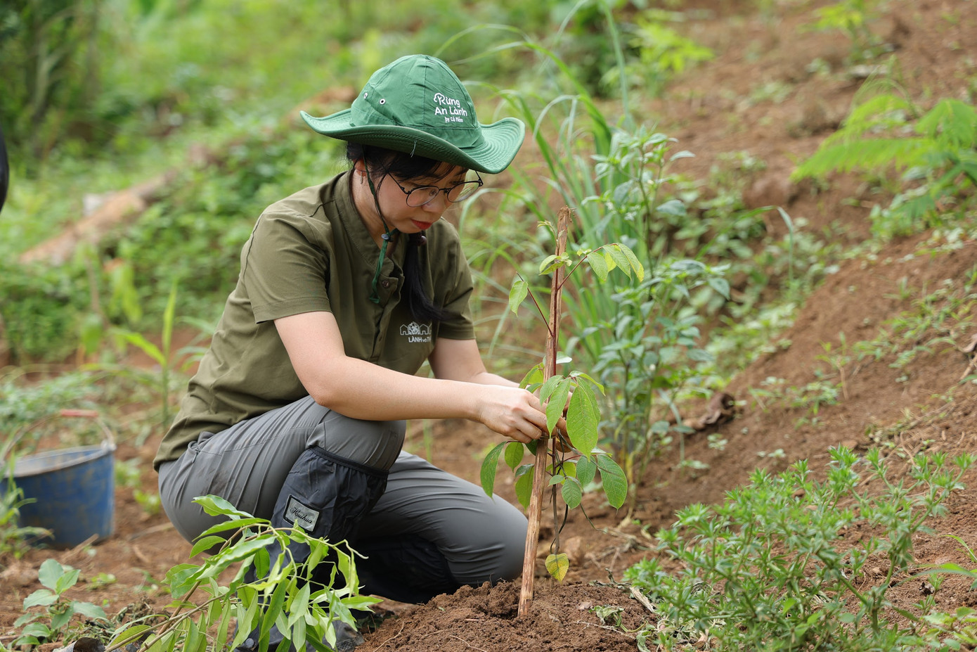Trám đen, dó bầu, mỡ được lựa chọn để ứng dụng trong mô hình trồng rừng nông lâm kết hợp Trám đen, dó bầu, mỡ được lựa chọn để ứng dụng trong mô hình trồng rừng nông lâm kết hợp