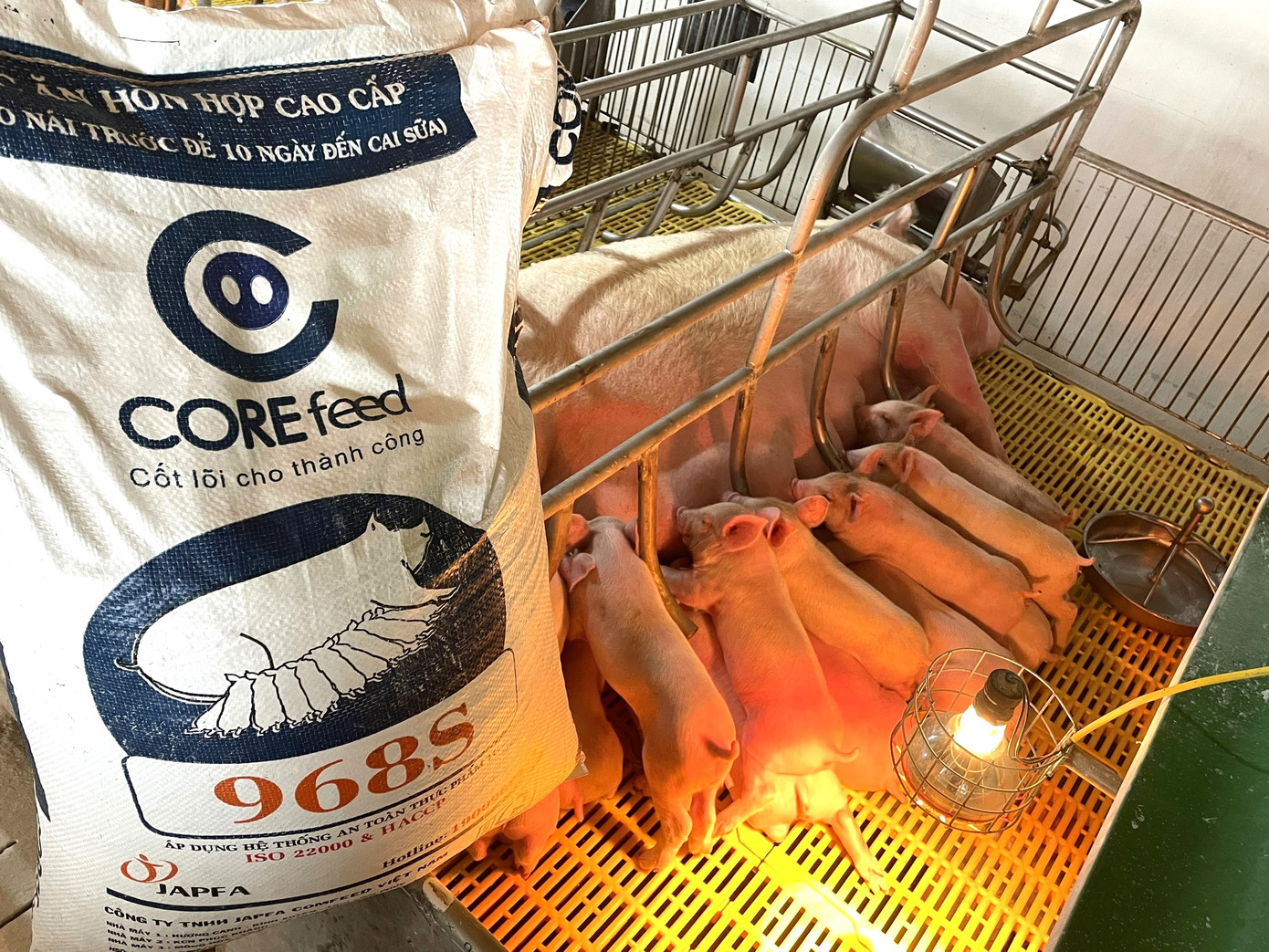 Gói giải pháp toàn diện từ con giống, thức ăn chăn nuôi và hỗ trợ kỹ thuật của công ty Japfa mang đến hiệu quả cho nông dân Gói giải pháp toàn diện từ con giống, thức ăn chăn nuôi và hỗ trợ kỹ thuật của công ty Japfa mang đến hiệu quả cho nông dân