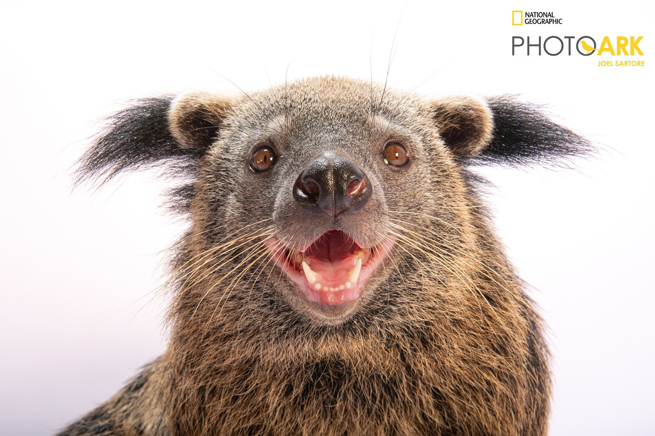 Tất cả loài động vật được chụp trên nền trắng đen để bức hình chỉ có động vật “đối thoại” với người xem thông qua biểu cảm. Từng chi tiết, cử chỉ từ đó cũng được làm nổi bật, mang đến ấn tượng chân thực, rõ nét nhất đến người chiêm ngưỡng. Trong hình, chú cầy mực bị đe dọa tuyệt chủng, đang được bảo vệ nghiêm ngặt tại Vinpearl Safari Phú Quốc thân thiện, vui vẻ, liên tục tươi cười rạng rỡ khiến đoàn nhiếp ảnh gia lừng danh “tan chảy”.