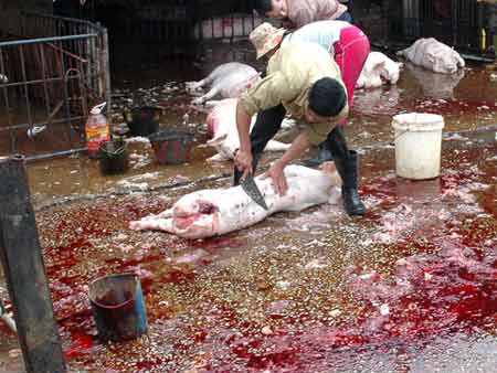 Heo được mổ ngay bên nền xi măng lẫn lộn với phân, đất cát... Heo được mổ ngay bên nền xi măng lẫn lộn với phân, đất cát..