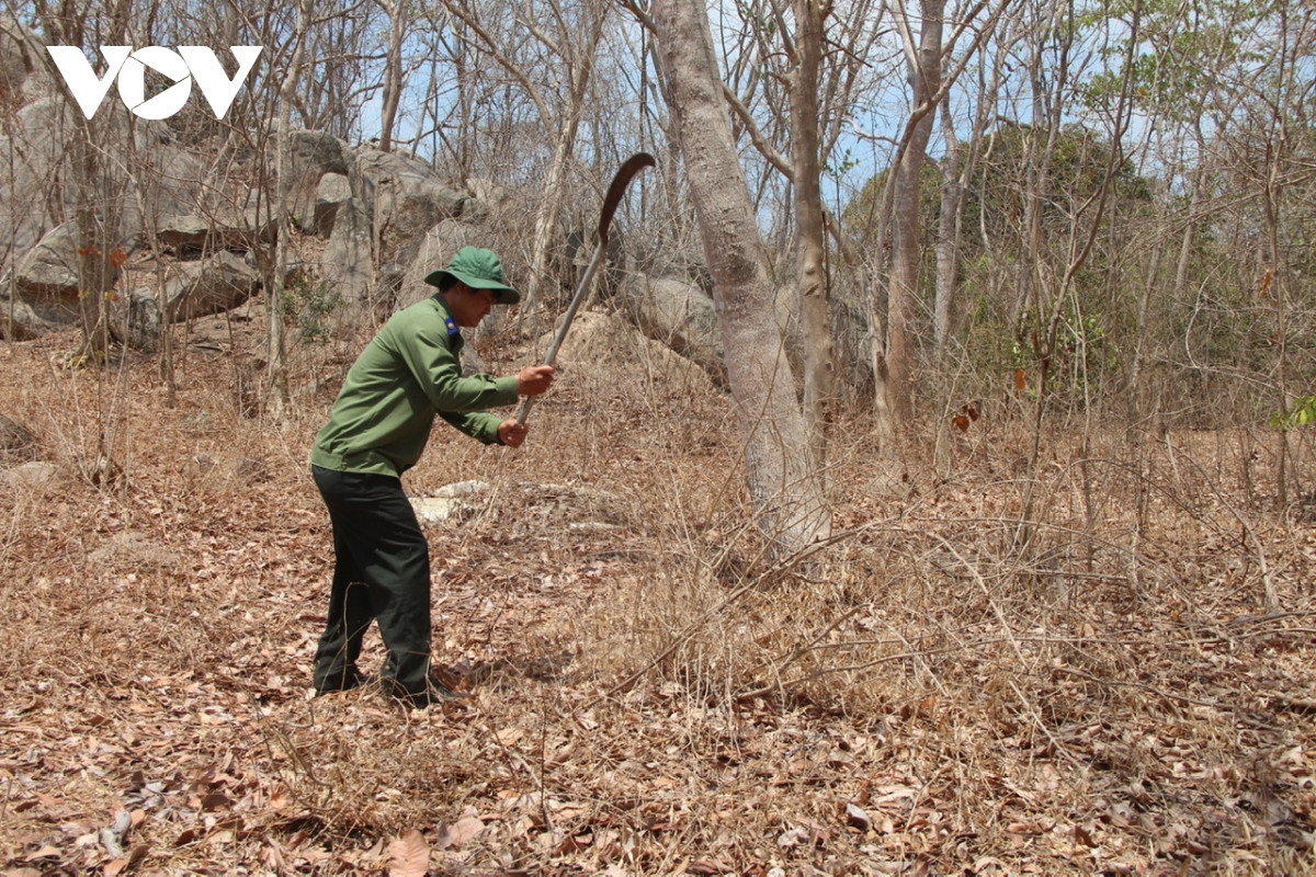 Chủ rừng chủ động dọn dẹp cỏ khô dưới những tán rừng nguy cơ cháy cao trong mùa khô 2023-2024